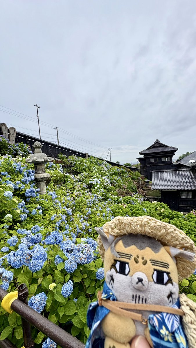 meg2009nami's tweet photo. 先日、小樽の貴賓館と鰊御殿に行ってきました。
生憎の雨でしたが、あじさい庭園が目的だったので、しっとりとした雰囲気がこれまた良し👍
昼食は勿論にしんそば。すっきり上品なお味で美味しかったです。
鰊御殿の中から見渡す海は絶景でした🌊
#フォゼ尾といっしょ https://t.co/QYCrAyjYre