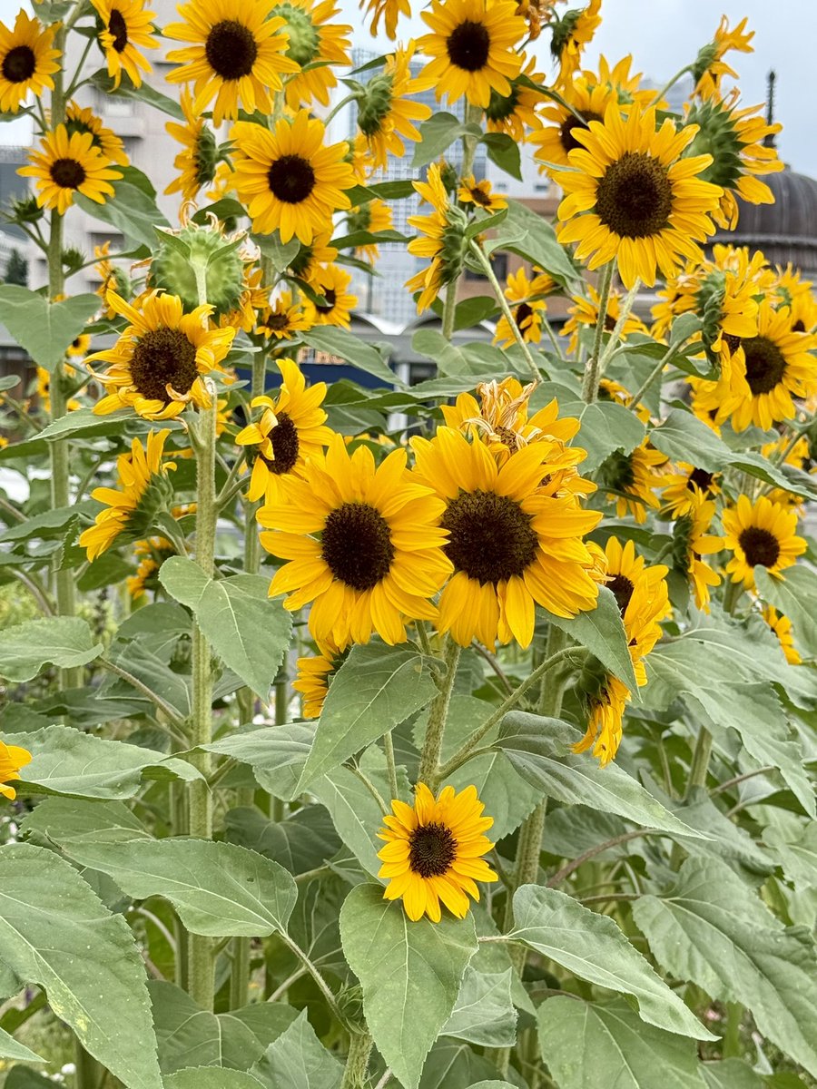 mijuhacchi's tweet photo. ㊗️ソロデビュー13周年おめでとう💛
夏を堪能しました🌻

#JUNHO #ジュノ #준호
#LEEJUNHO13THDAY
#日本ソロデビュー13周年おめでとう
#横マリライトアップ
#ライトオブウィッシュ　

間に合った https://t.co/1RMANbQMnO