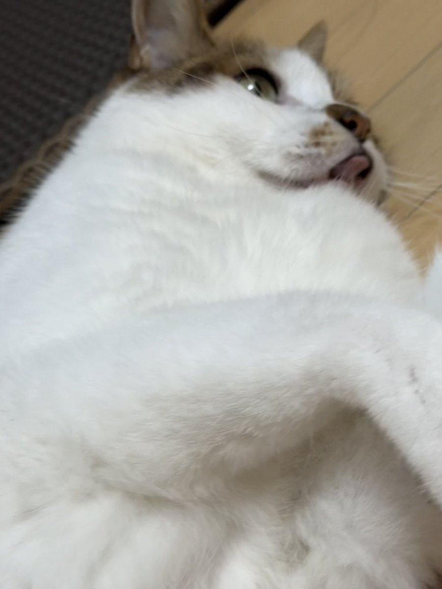 zzingbbichi_cat's tweet photo. 코숏인데 가슴털 말안됨 걍 장모종임; https://t.co/SD2u0FM4T0