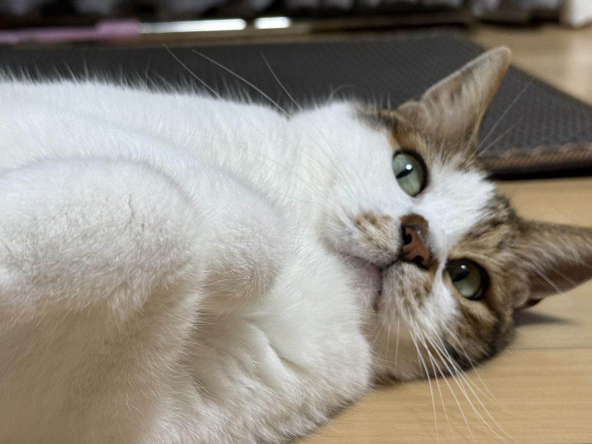 zzingbbichi_cat's tweet photo. 코숏인데 가슴털 말안됨 걍 장모종임; https://t.co/SD2u0FM4T0
