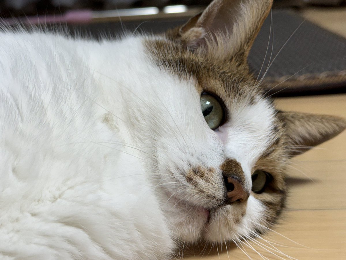 zzingbbichi_cat's tweet photo. 코숏인데 가슴털 말안됨 걍 장모종임; https://t.co/SD2u0FM4T0