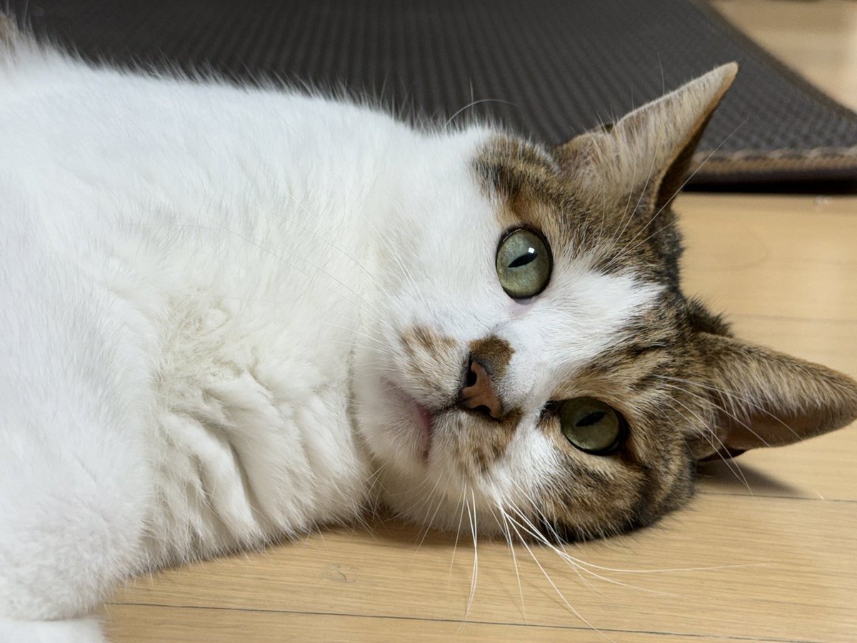 zzingbbichi_cat's tweet photo. 코숏인데 가슴털 말안됨 걍 장모종임; https://t.co/SD2u0FM4T0