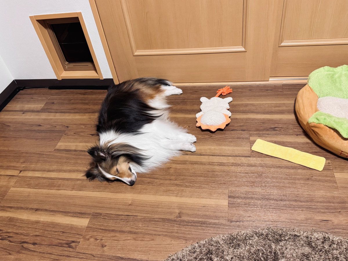 つく🌕シェルティ (@tsuku_sheltie) / Posts / X