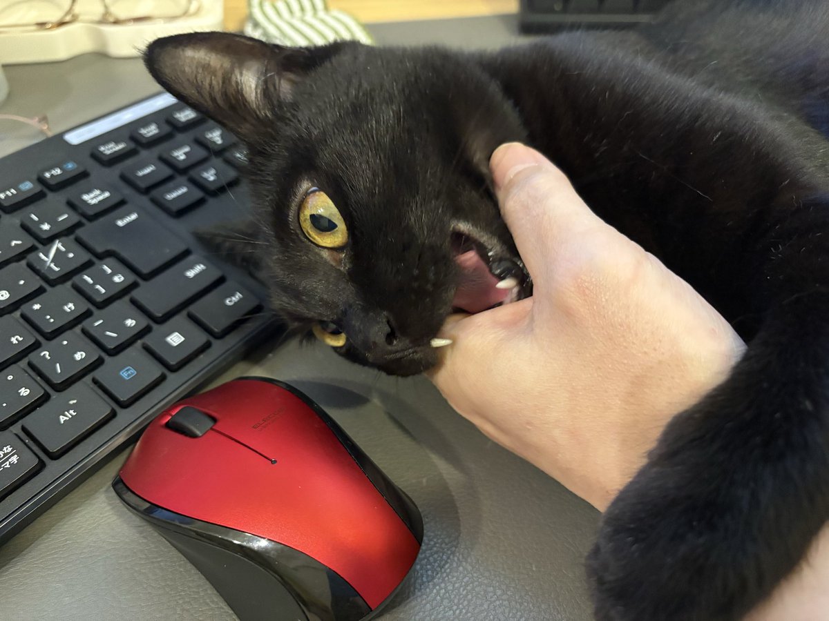 Soive3's tweet photo. (　˙-˙　)ねこかわいいね https://t.co/F1yobRRgb9