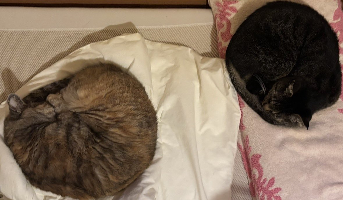 ねむるねこ ねむるねこ (@nobita4989) / Posts / X