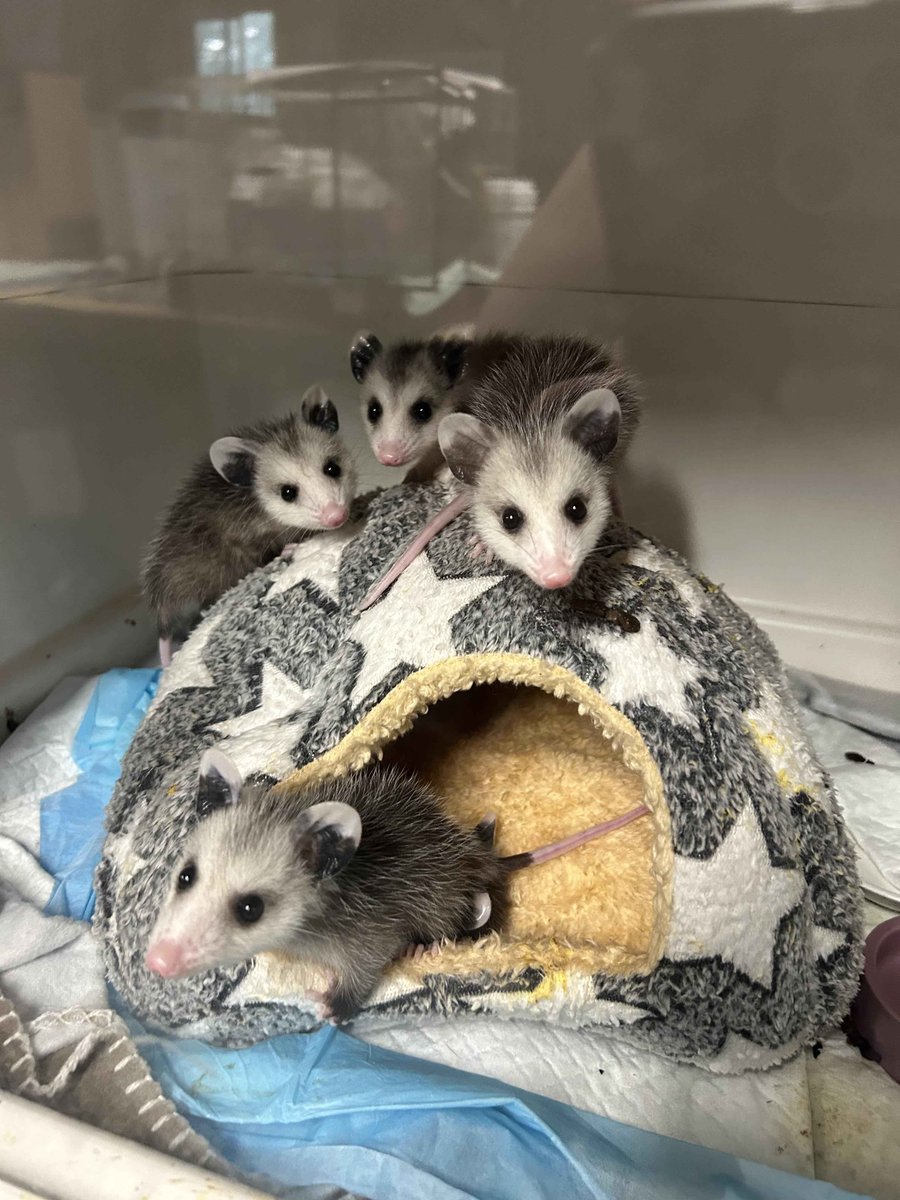 Possum_Daily's tweet photo. #Possum_Daily #possum https://t.co/FB0tbBlPgY