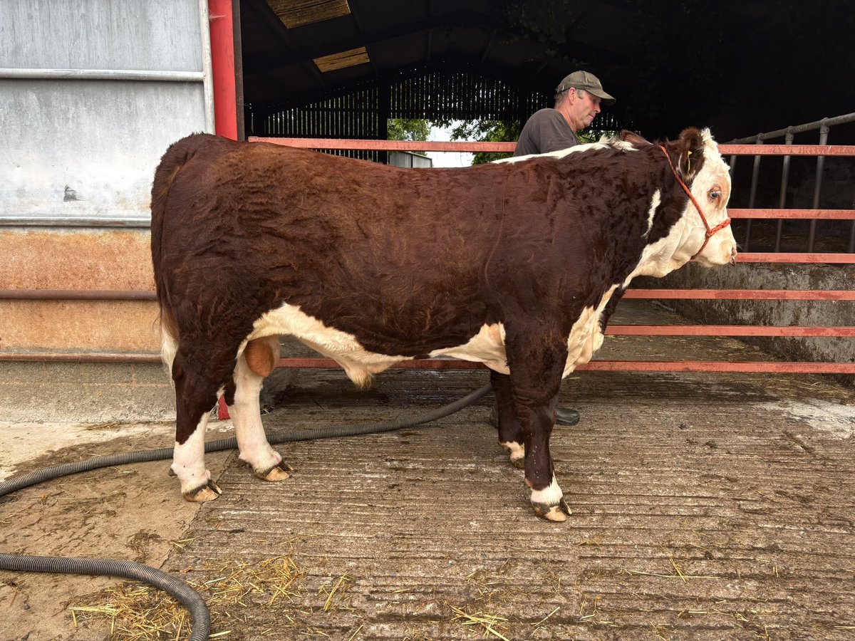 BoycefieldFarm's tweet photo. Dad is a 5th generation Hereford cattle breeder. Prepping his animals for the show ring today, in much the same way our ancestors would have done over 200 years ago. This bull will have Lewis family bloodlines that stretch back to the early 1800s. The breed has come a long way in that time, but farming tradition remains, and that should be celebrated.