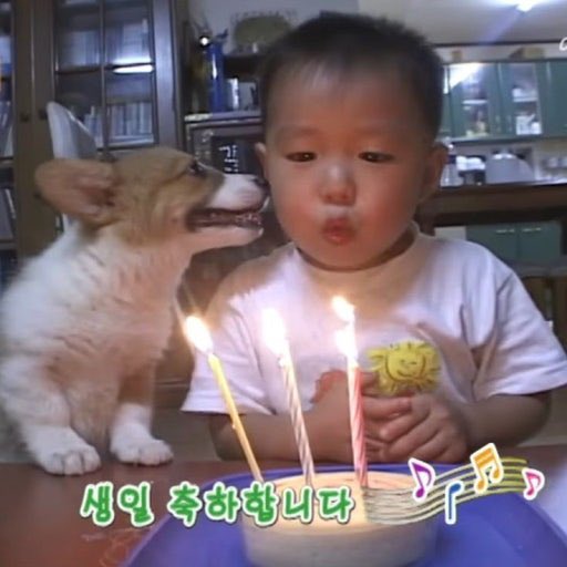 h725o's tweet photo. 사랑해 하오하오강아지 생일축하해🎂🎂💕💕💕💕💕 https://t.co/s1piTtLGZg