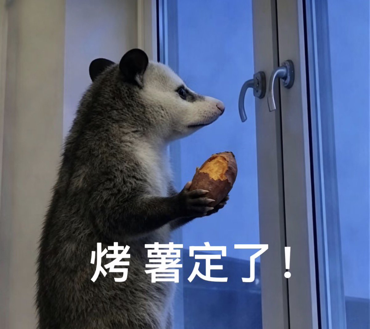 美利羊毛羊 tweet media