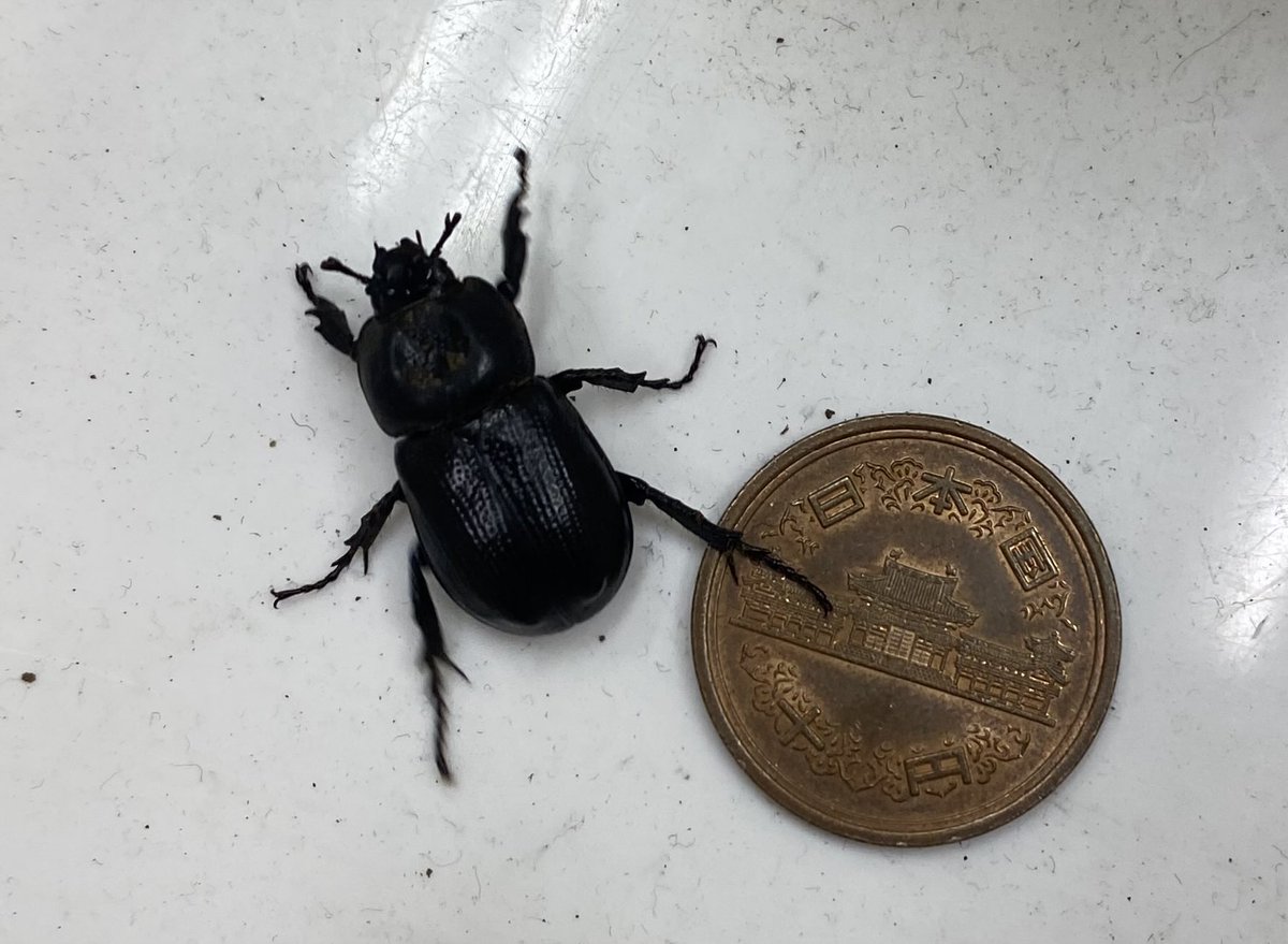 2tXnt's tweet photo. 今日は珍しい「コカブトムシ」をつかまえました☀️ https://t.co/pBx4dwEWck