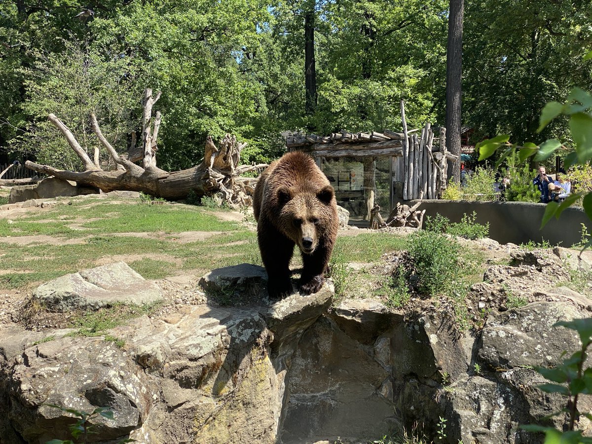 MeoniYouTube's tweet photo. Saw a bear today https://t.co/yI9M45326B