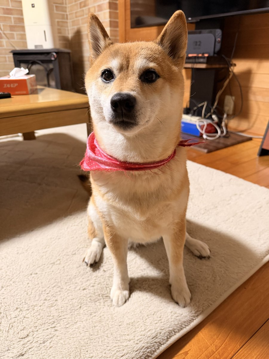 chicchi725's tweet photo. あ、風船ぶっ飛んだ〜🎈✨
毎回言うてるから覚えてる人おるかもやけど7/25は波多野と私の誕生日〜😗笑
レベルアップしたと同時にまた1歩死に近づいた😇w
歳はとりたくないけど誕生日はなんだか嬉しいね😌
これからも爆裂投資引き弱養分エンジョイ勢ちっちをよろしくです🙇‍♀️✨
あとイッヌも🐕笑 https://t.co/IszstXivP4