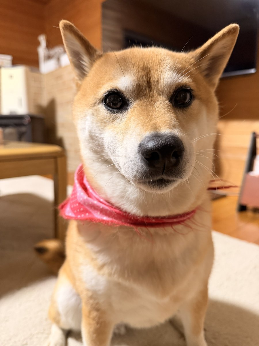 chicchi725's tweet photo. あ、風船ぶっ飛んだ〜🎈✨
毎回言うてるから覚えてる人おるかもやけど7/25は波多野と私の誕生日〜😗笑
レベルアップしたと同時にまた1歩死に近づいた😇w
歳はとりたくないけど誕生日はなんだか嬉しいね😌
これからも爆裂投資引き弱養分エンジョイ勢ちっちをよろしくです🙇‍♀️✨
あとイッヌも🐕笑 https://t.co/IszstXivP4