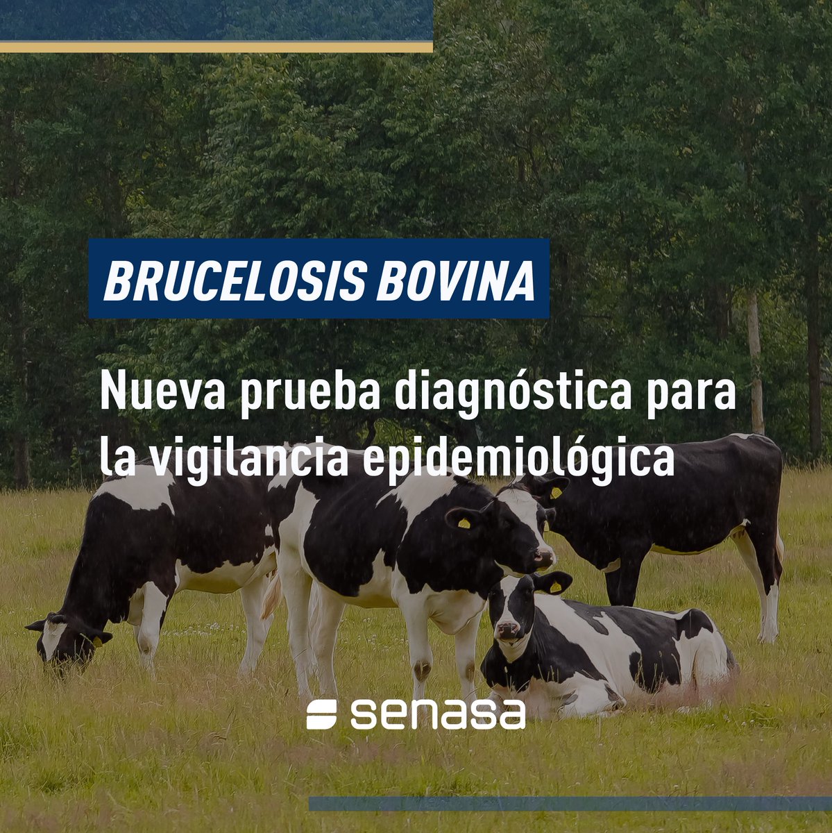 SenasaAR's tweet photo. Actualizamos el sistema diagnóstico para el control y erradicación de la brucelosis bovina 🐮

Con la Resolución N.° 656/2026, incorporamos la prueba de inmunocromatografía de flujo lateral en leche para el monitoreo de la enfermedad en tambos.

Más info 👉🏻https://t.co/LxPBk28ClL https://t.co/j8oHlJCxuO