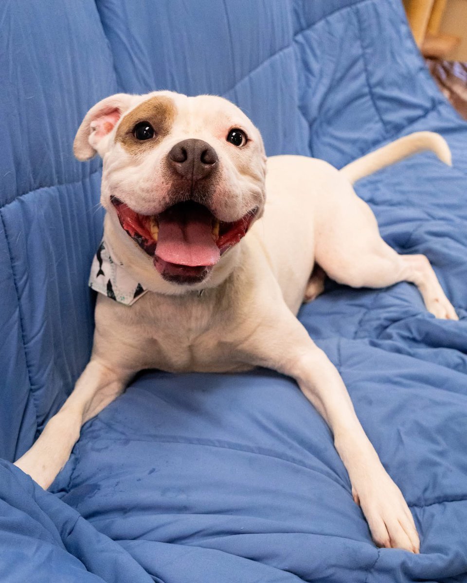 dogs_dc tweet picture