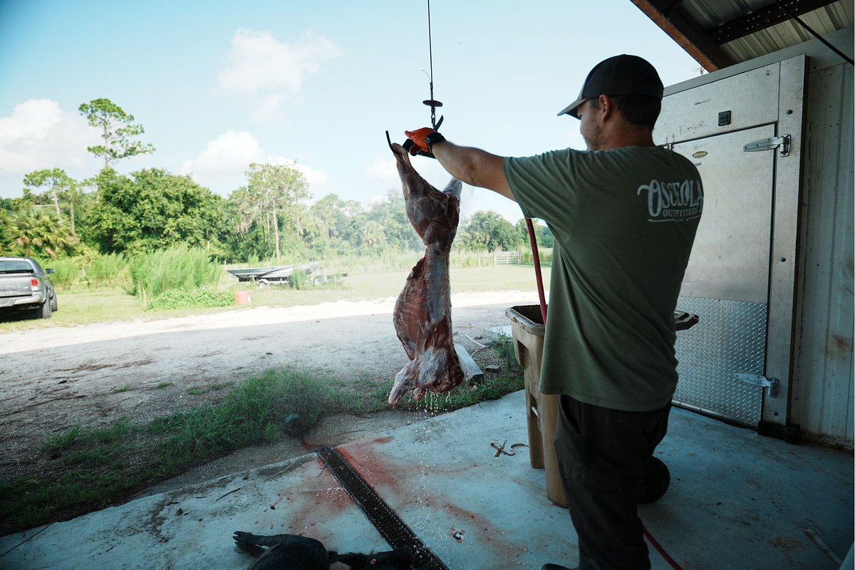 ralphandvicki's tweet photo. Fresh meat �� 🐗
#osceolaoutfitters #kempferwildgameprocessing #florida #thechoiceoutdoors https://t.co/pOYZATVl9T