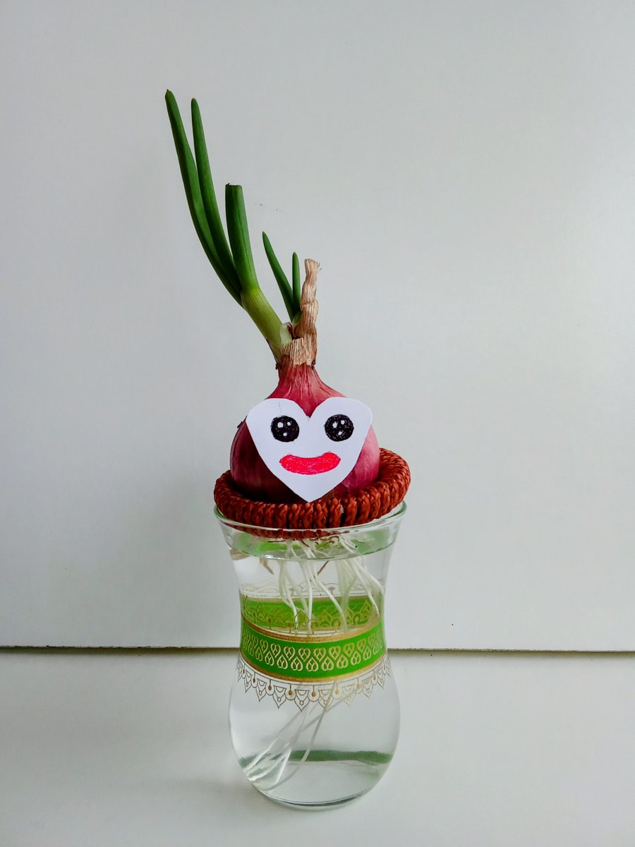 william71717's tweet photo. 🧅Hi , I'm Zonion.

I was destined for the cooking pot...

But i decided to write my own story.

Every layer is a chance to grow.Every ending can become a new begininng.

Welcome in my Story.

Every layer, a  New Beginning 💜

#Zonion #Anewbeginning  #Hope https://t.co/7kHN8dmxAd