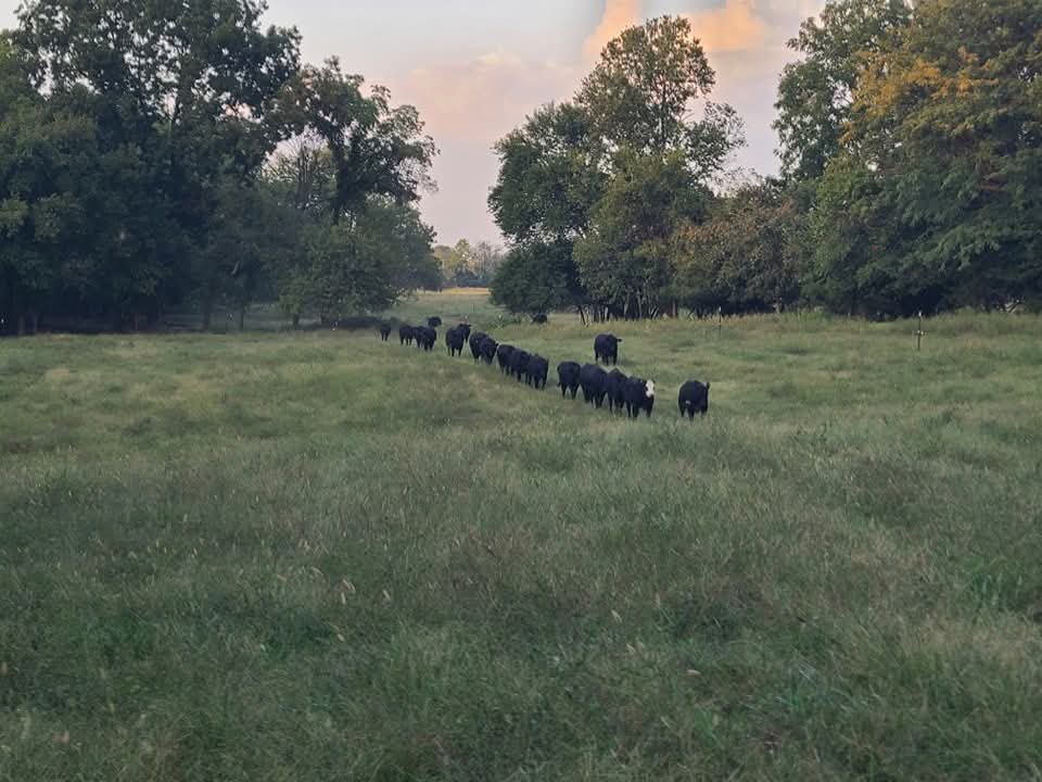 MoCattle's tweet photo. Meet Missouri Cattlemen's Association member and Region 7 Vice President, Nathan Isakson. Nathan operates a progressive cow-calf operation of commercial and registered Black Angus cattle in Lawrenceburg, MO.

To learn more about Nathan, https://t.co/7RTDEfwNfm https://t.co/YKSYMmF5qo