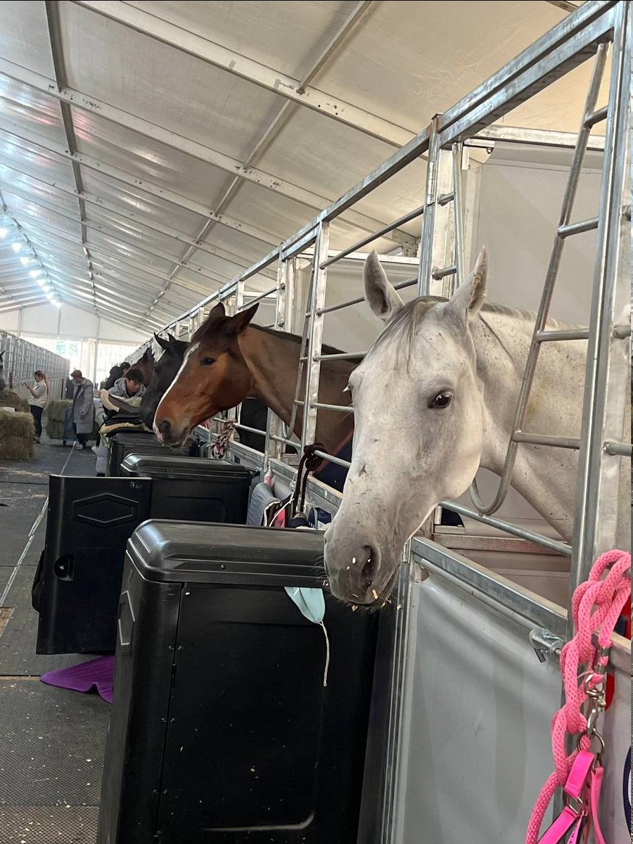 brandonsmith77's tweet photo. I came over with a friend to check out this horse what do you think of it?#Horse #HorseLife #CountryLife https://t.co/quWJAUOYwy