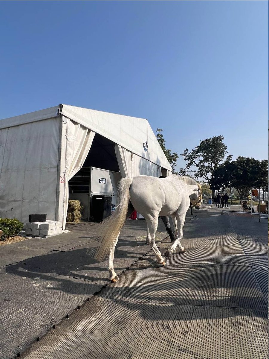 brandonsmith77's tweet photo. I came over with a friend to check out this horse what do you think of it?#Horse #HorseLife #CountryLife https://t.co/quWJAUOYwy