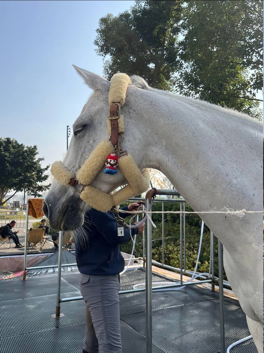 brandonsmith77's tweet photo. I came over with a friend to check out this horse what do you think of it?#Horse #HorseLife #CountryLife https://t.co/quWJAUOYwy