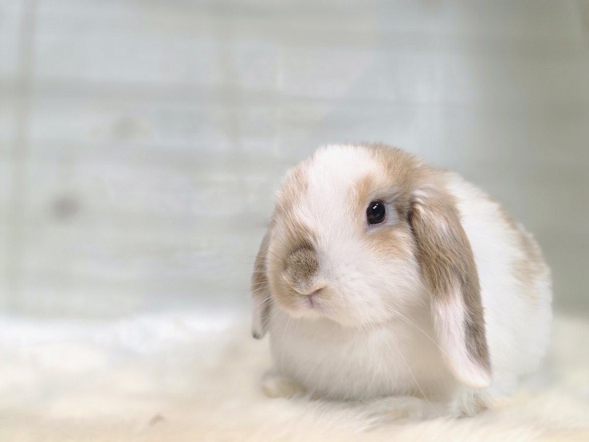 monlapin_rabbit's tweet photo. 今日はネザーランドドワーフブロークンオレンジちゃんの飼い主様が決まりました！
ご成約誠にありがとうございました！
明日から夏休みセールを開催いたします！
詳しくはホームページをごらんください！
https://t.co/X0xaTGJSXP

#モンラパン　#うさぎ　#ライオンヘッド　#ジャージーウーリー https://t.co/vtk0k79cwT