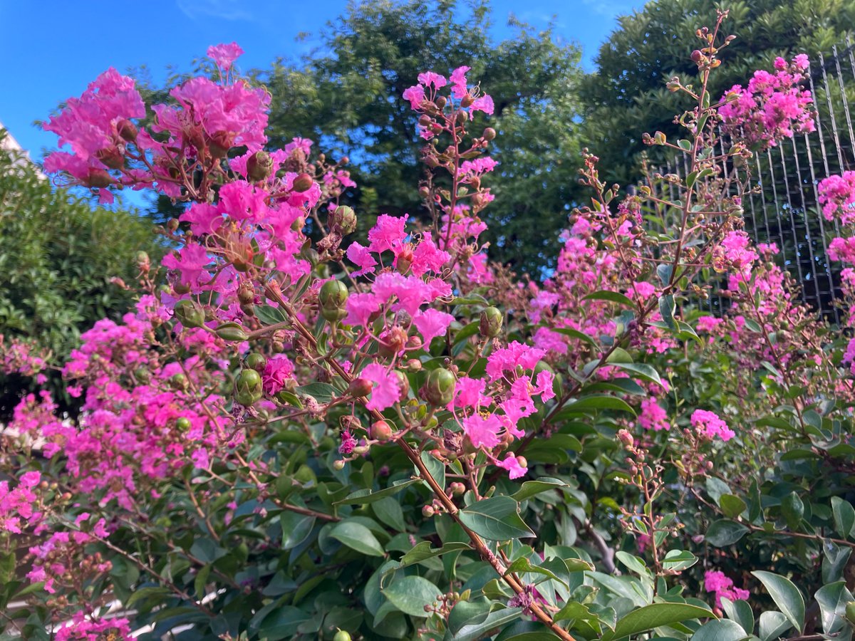 mekuritaro's tweet photo. 7/25は「夏を楽しむほど開運する日」🌻
#開運 #夏の魔法

灼熱の夏、今この瞬間の楽しみが
運気を呼び込む🍉

花火や夏祭りに飛び込み
夏の魔法を味わいましょう🎆

あなたの幸運は
夏の風情と共に輝きます✨ https://t.co/gOzQplbnGb