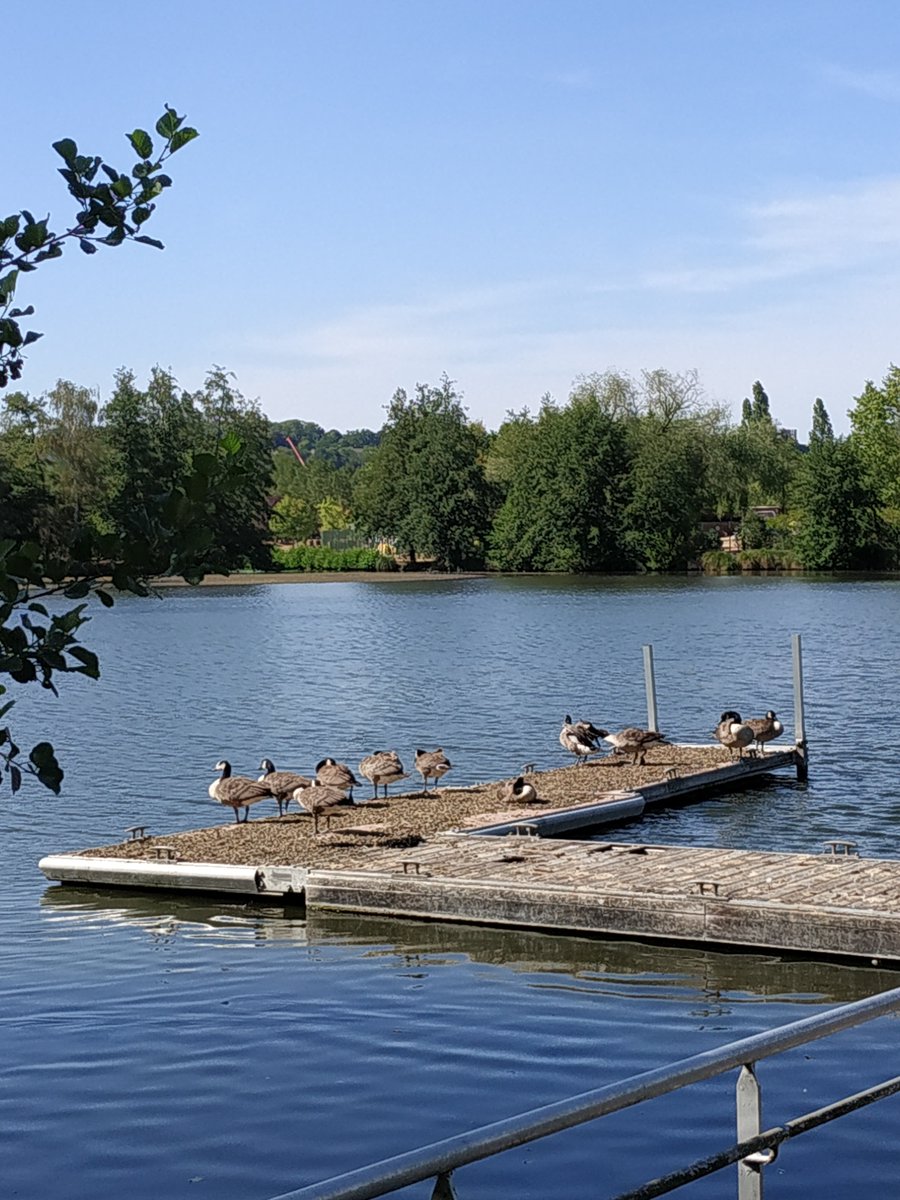 bearwaterfish's tweet photo. Le gang du ponton prépare un mauvais coup... 😂 https://t.co/rfEJhI2L5y