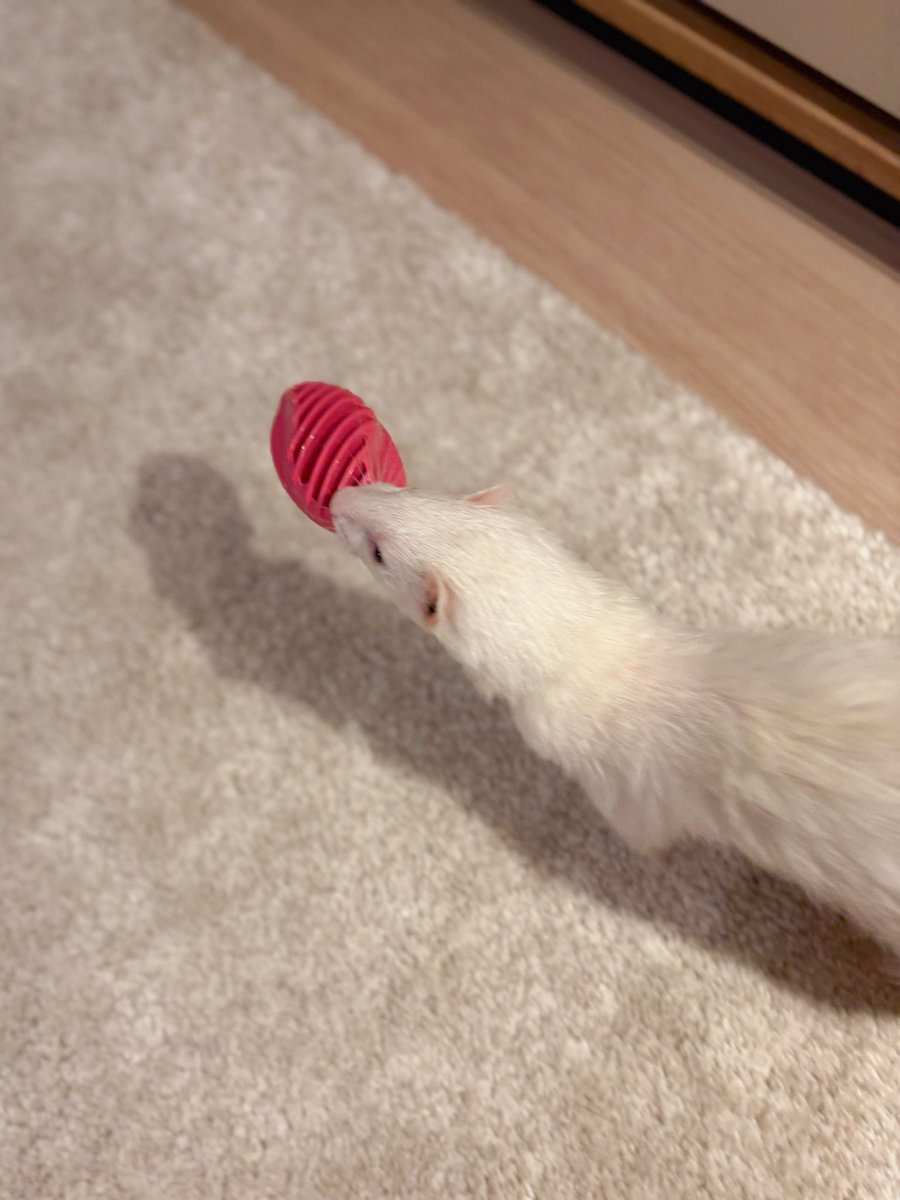 uyu0527's tweet photo. 運ぶウユちゃん(これはウユちゃんのブラシなので隠す前に回収しました) https://t.co/u11buu9BmD