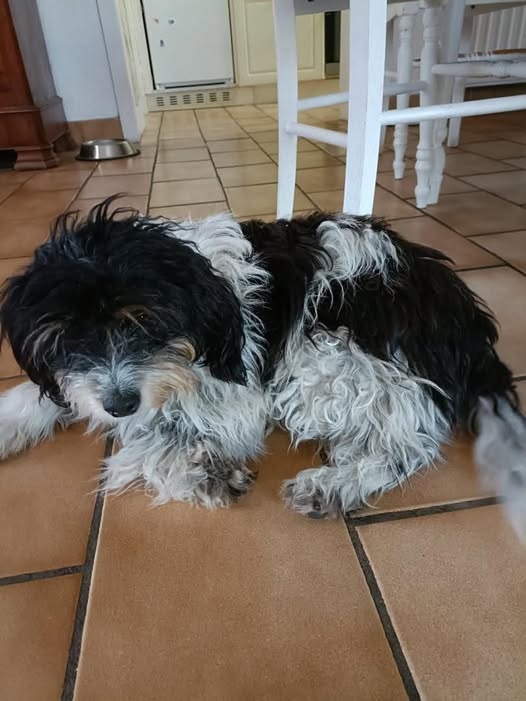BRINDILLE851's tweet photo. CHIEN CHAT PERDU TROUVE VOLE
Alexandra Mulon
Notre petite fox terrier blanche et noire s’est échappée le soir du 14 juillet. Mon papa est décédé ce jour même et dans notre chagrin, il a suffit d’une seconde d’inattention . Elle est partie de Pujols 47300. Elle est endurante et peut parcourir beaucoup de distance. Elle est craintive et va difficilement vers les inconnus mais elle n’est pas méchante. Elle a une puce pour l’identifier. Elle répond au nom de Kali m. S’il vous plait, aidez nous ! Si vous avez des renseignements, appelez nous s’il vous plait au 0662240143 ou au 0686160804. Merci