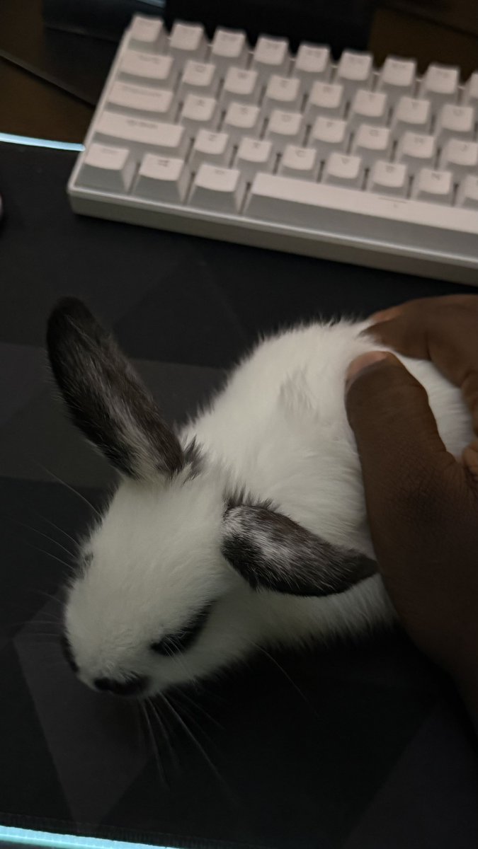 socetyhatesjay's tweet photo. R.I.P, Zuri.
i will never love another animal again💔🙏 https://t.co/YUhTtYVh94