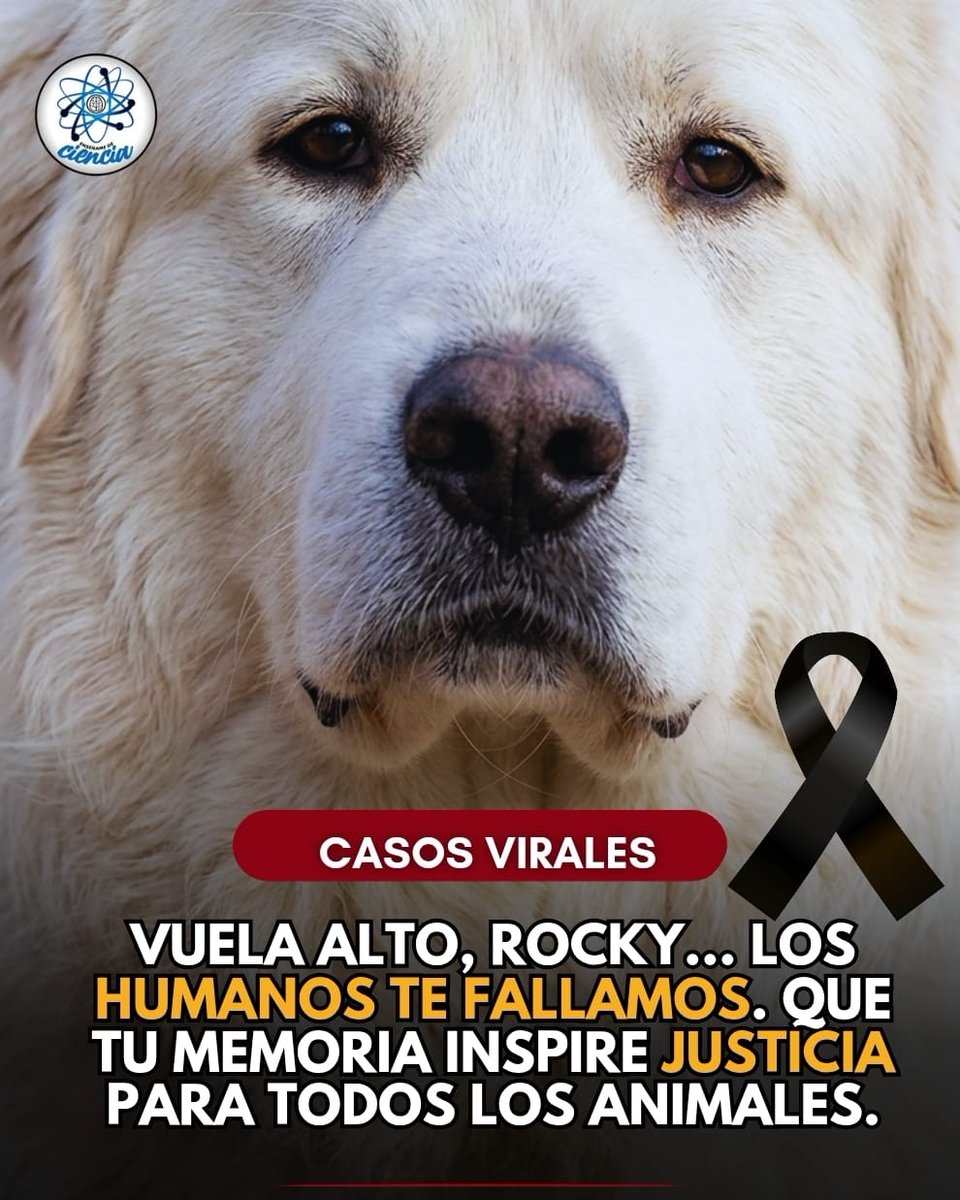 EnsedeCiencia's tweet photo. 💔Rocky, un perrito de 14 años, perdió la vida después de ser presuntamente arrastrado durante un episodio de enojo derivado de una discusión entre una pareja. Su historia ha provocado indignación y tristeza en miles de personas. Si eres testigo de maltrato animal, denúncialo. https://t.co/Ml6464EFLp