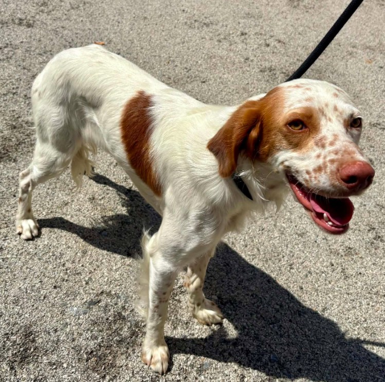 MissingTarn81's tweet photo. 24.07.26 Trouvé jeune chien blanc/marron type croisé Epagneul (ou Setter), à Castres. Non identifié. Est au chenil ACPA de Castres. #Tarn https://t.co/33ovre6vAK