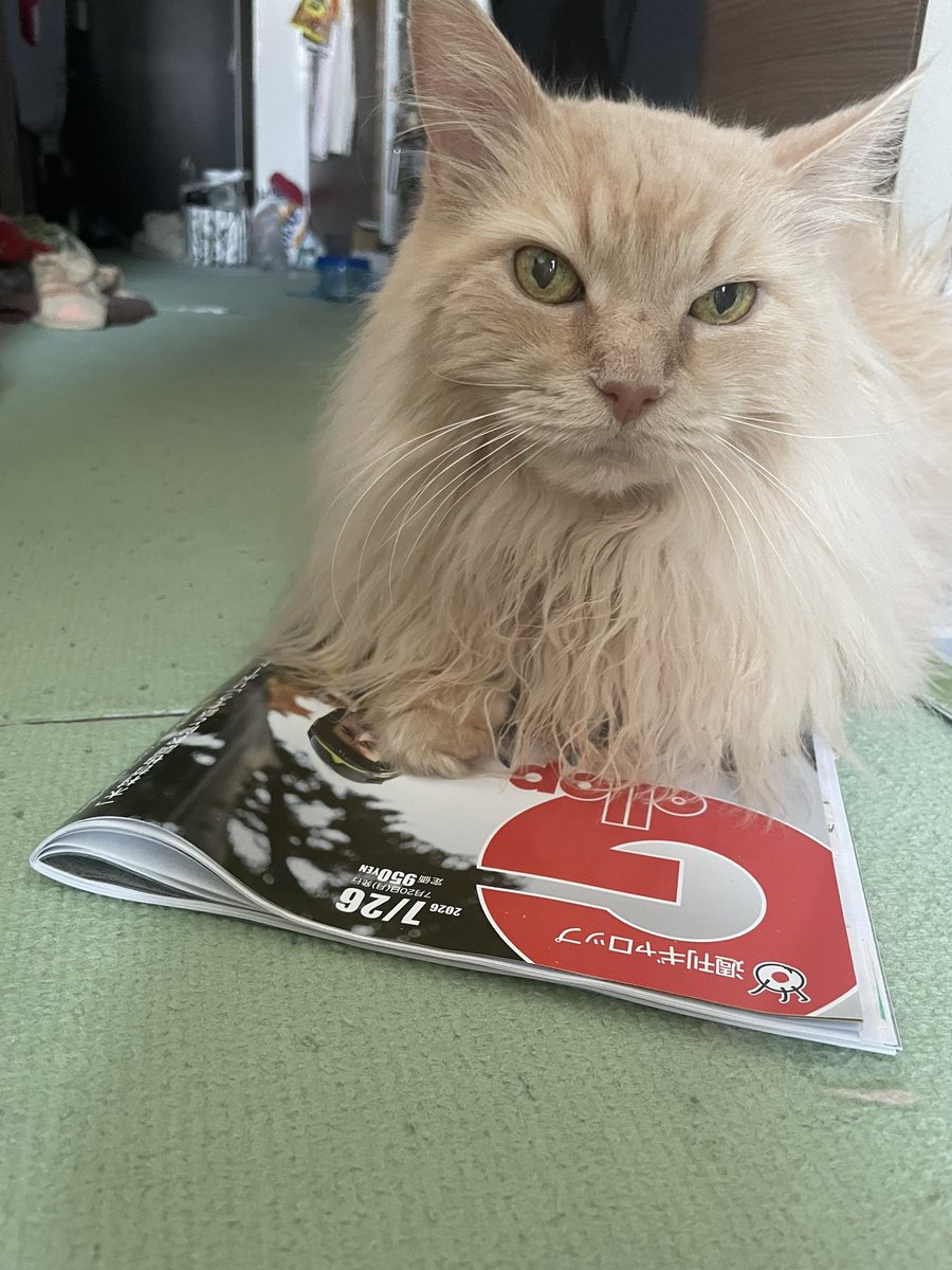 ginobouya's tweet photo. 真夏の決戦始まるにゃ🏇
みんな無事に完走してにゃ！
#週間Gallop 
#猫のいる暮らし https://t.co/uAwXQuHQhB