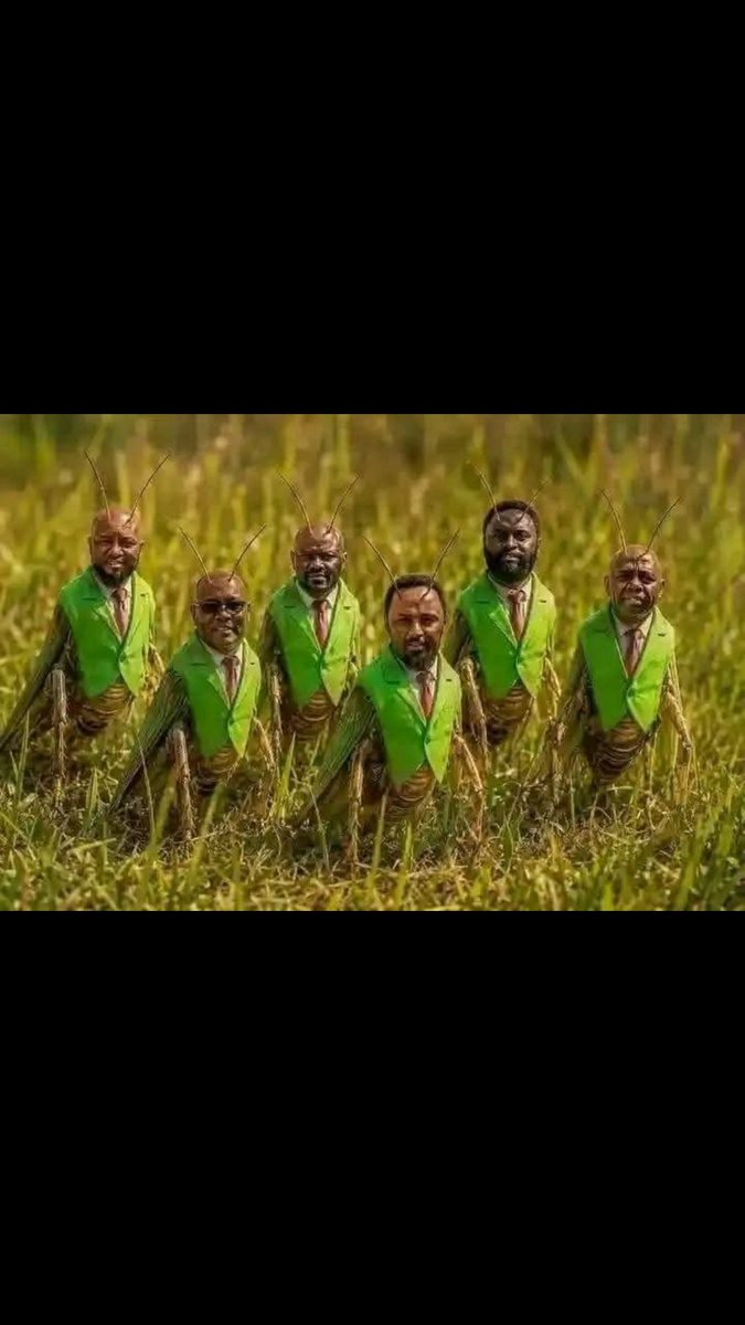 Vinnysamo's tweet photo. @gpdkaluma Grasshoppers and their nzige queen watakula nyasi https://t.co/7QsGqezCCT