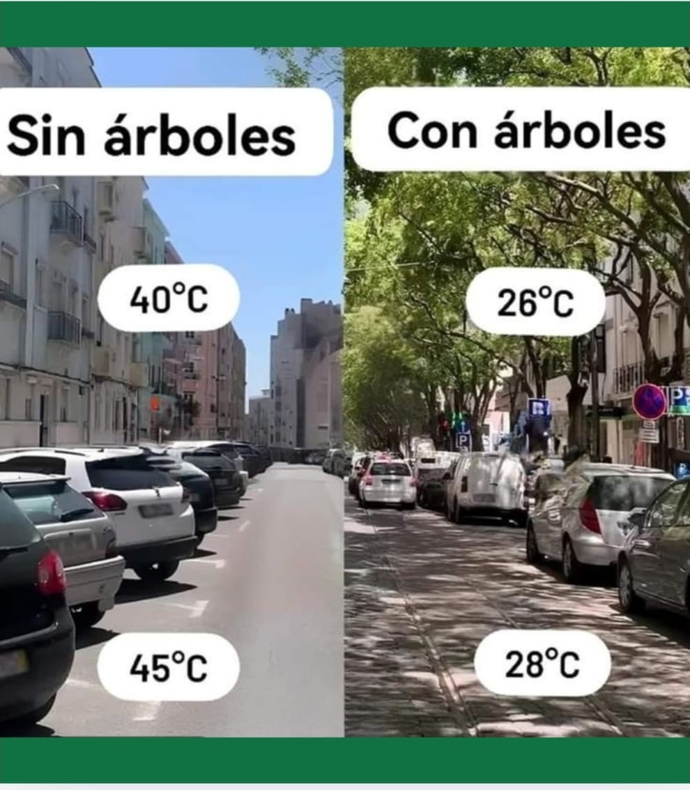 _constitucion78's tweet photo. Hay una forma muy sencilla de luchar contra el calor y es no construir las ciudades de cemento puro sin árboles https://t.co/3gDKrLBOLw