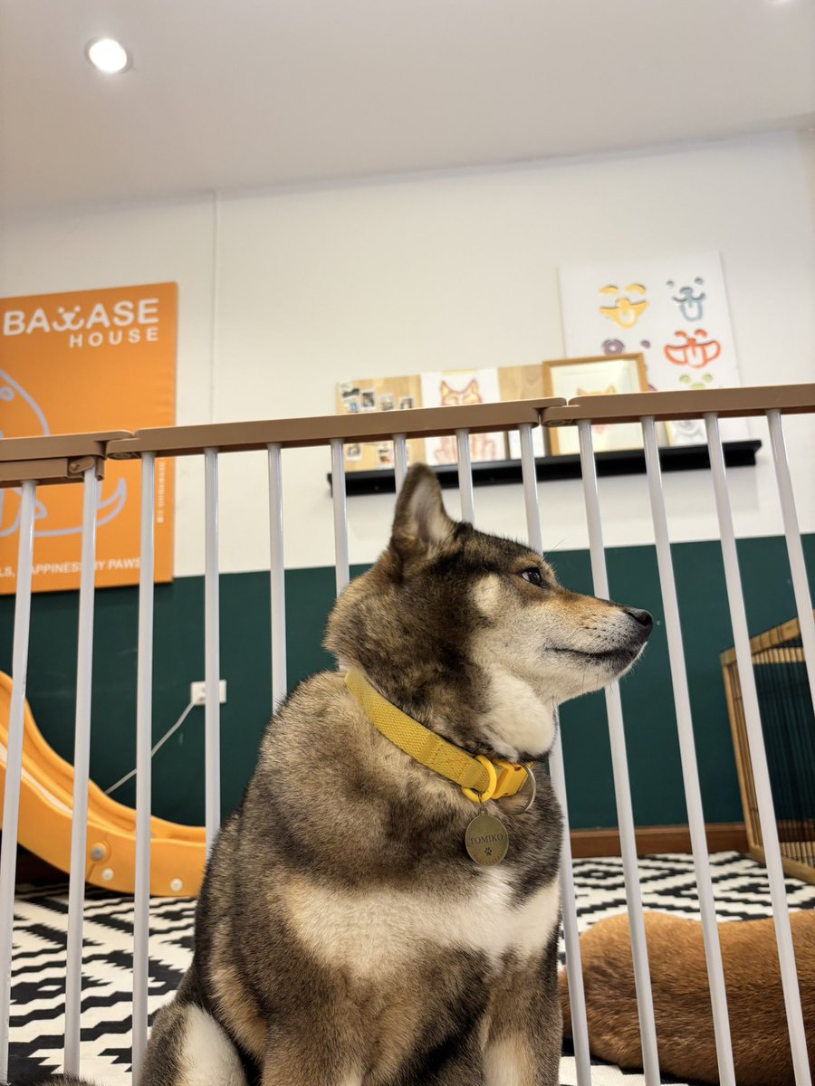 Rry_jrs's tweet photo. 🐕 https://t.co/rbUFPMyGPi