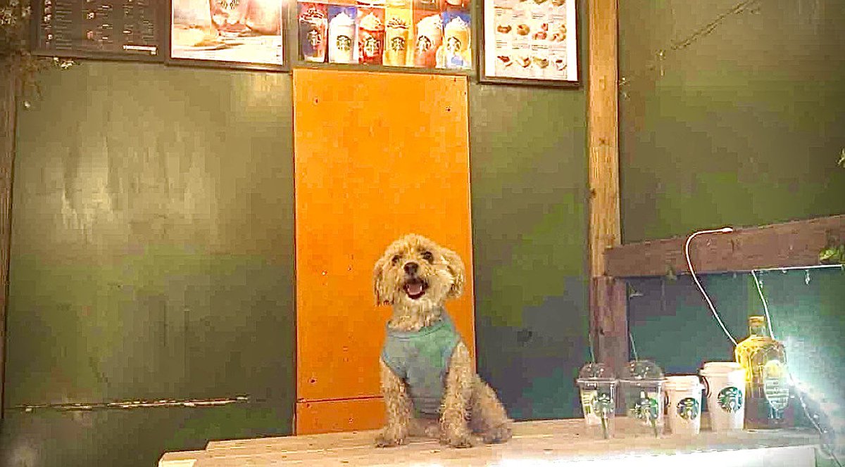 kunisawaissei's tweet photo. マイクロブタのプアの部屋をスターバックス風に改造してみました^ - ^
ここからは、少しずつ写真映えするようにちょくちょく改造します

手作りスタバ！！予算5000円で完成！！！
https://t.co/dXEXCFsvS7 https://t.co/ZlLHQg7xL9
