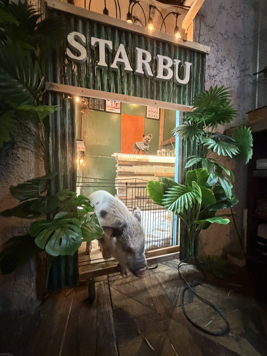 kunisawaissei's tweet photo. マイクロブタのプアの部屋をスターバックス風に改造してみました^ - ^
ここからは、少しずつ写真映えするようにちょくちょく改造します

手作りスタバ！！予算5000円で完成！！！
https://t.co/dXEXCFsvS7 https://t.co/ZlLHQg7xL9
