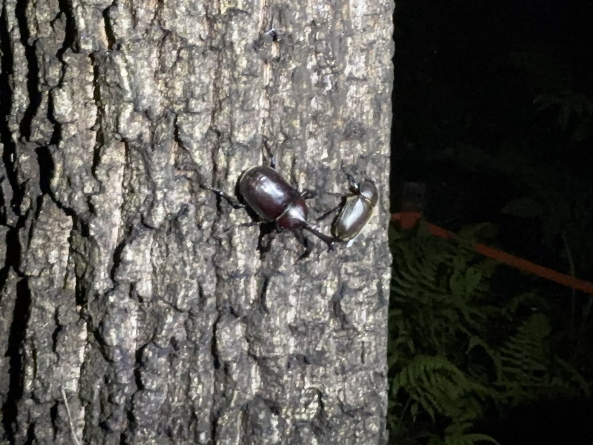 w20942's tweet photo. カブトムシ探してひまわり見て誕生日を迎えた
何してんだ https://t.co/VkOMC0UdAB
