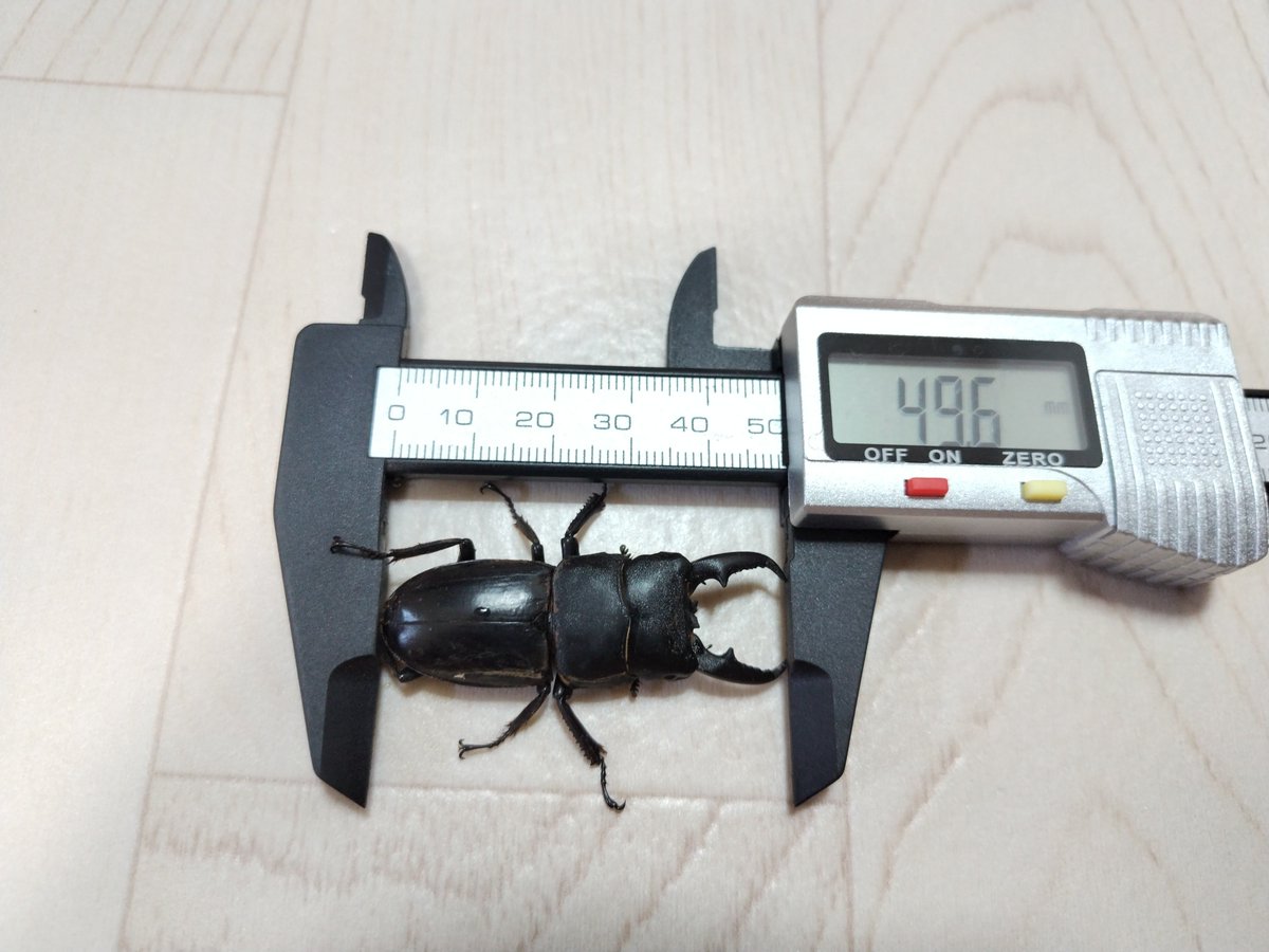rs002033's tweet photo. 高所捲れに現れた新顔を攻略！
ガチガチに詰まってたけど、残念ながら体勢によってはほぐせちゃうんだなこれが。
昨シーズンの高所バトルで得た経験値がデカすぎる。  #ヒラタクワガタ https://t.co/MwgKv5OBpQ