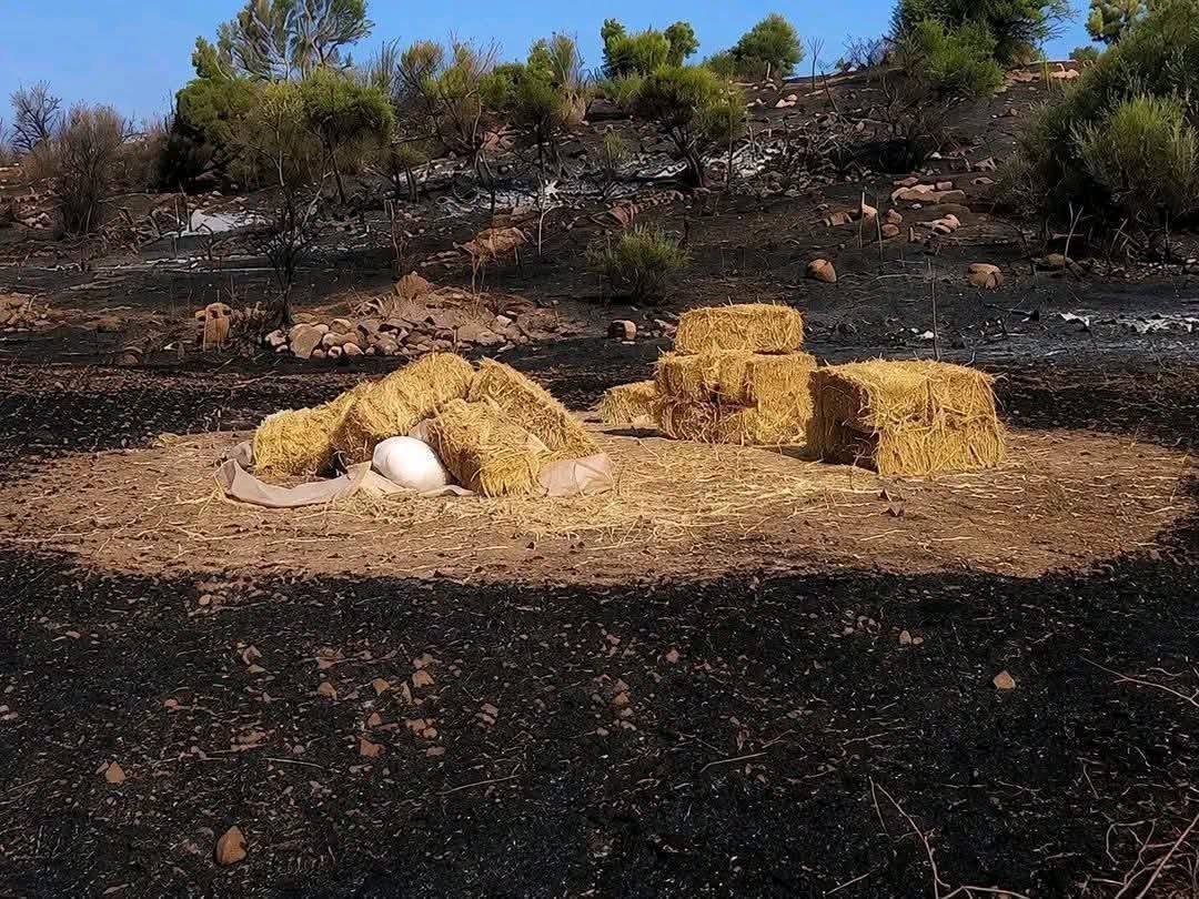 sofianeounadi's tweet photo. الجزائر | كومة تبن تحتها نصاب الزكاة تنجو من الحريق في مزرعة  بورنان بقرية (دوّار) بني عدي ولاية ڨالمة. https://t.co/iCNAQVt5en