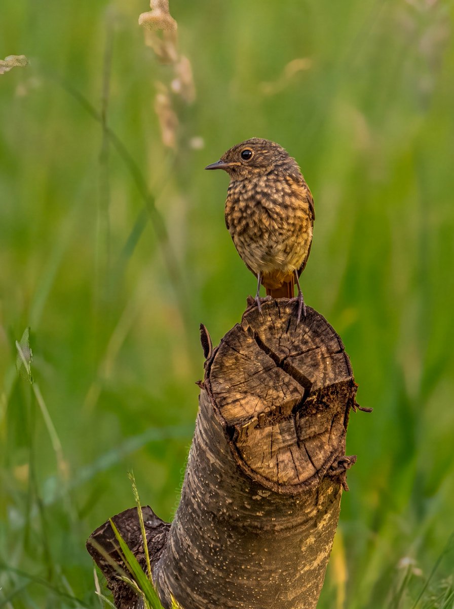 HoellenSpeck's tweet photo. Ein juveniles Gartenrotschwänzchen ist heute der Feierabend-Piepmatz. Joar... mehr habe ich auch gar nicht zu schreiben, außer natürlich, dass ich euch einen entspannten Abend wünsche. 🪶
#feierabendpiepmatz #birdphotography #birdsoftwitter #nature #redstart #juvenile https://t.co/kQOu9oeWSb