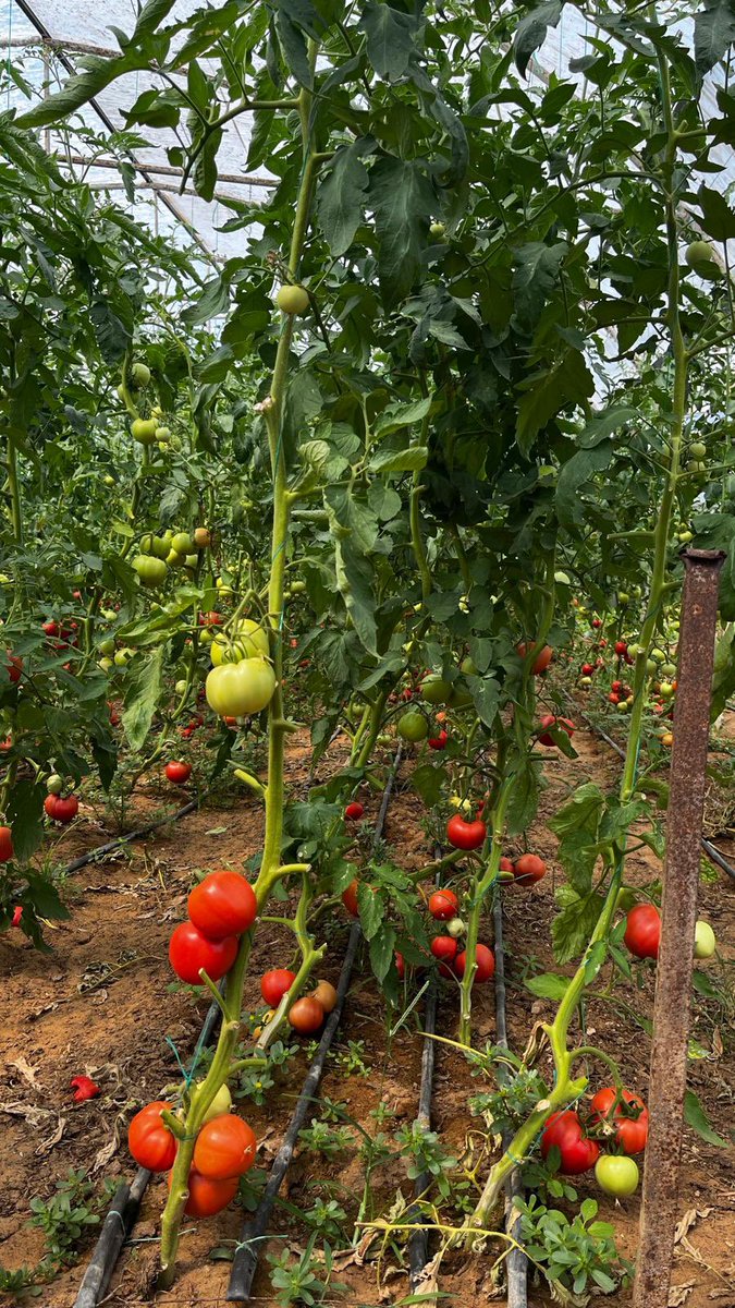tarim_ibb's tweet photo. Çiftçilerimize dağıttığımız sebze fidelerinin arazide gelişimini kontrol etmeye devam ediyoruz. 🌱
📍Sarıyer
📍Büyükçekmece
📍Arnavutköy https://t.co/cJd7Twf0Mh