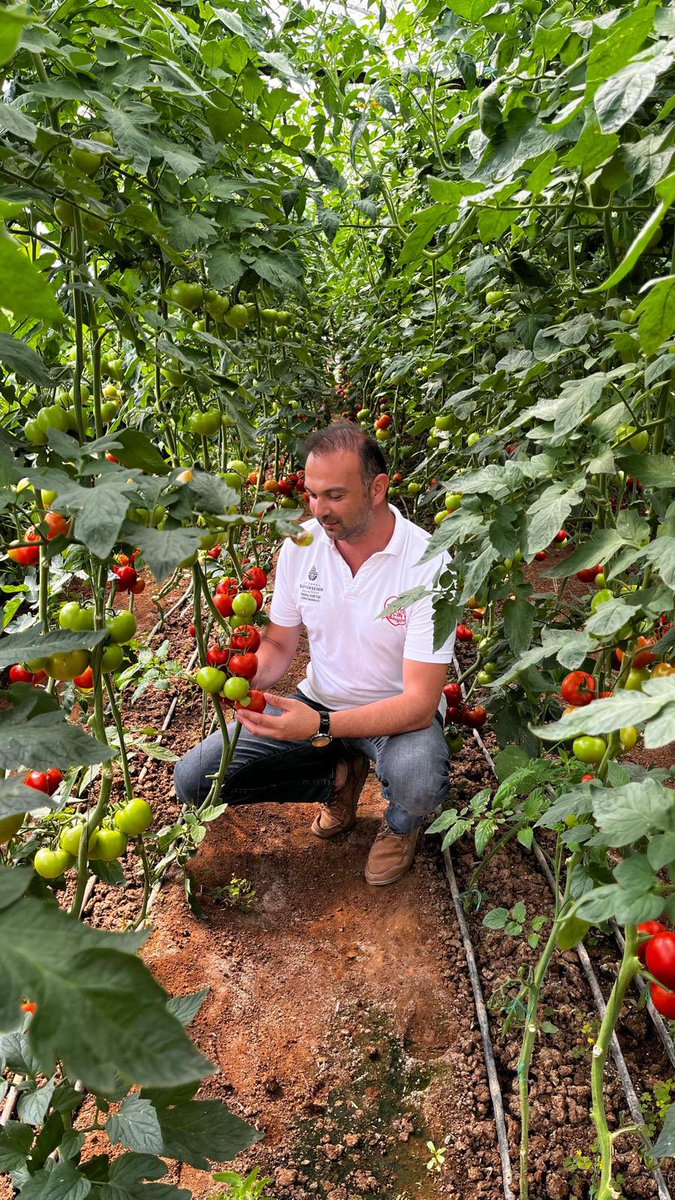 tarim_ibb's tweet photo. Çiftçilerimize dağıttığımız sebze fidelerinin arazide gelişimini kontrol etmeye devam ediyoruz. 🌱
📍Sarıyer
📍Büyükçekmece
📍Arnavutköy https://t.co/cJd7Twf0Mh
