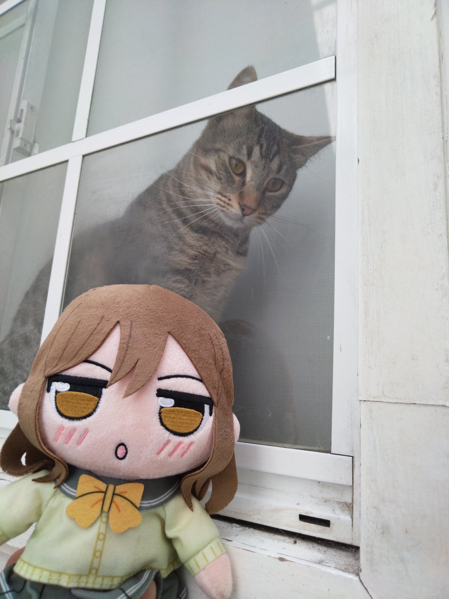 Shinpollotron's tweet photo. El Cholito 😁🐱 #dolls #Aqours #lovelivesunshine #kuripan #hanamarukunikida https://t.co/HLzN5uJbFt
