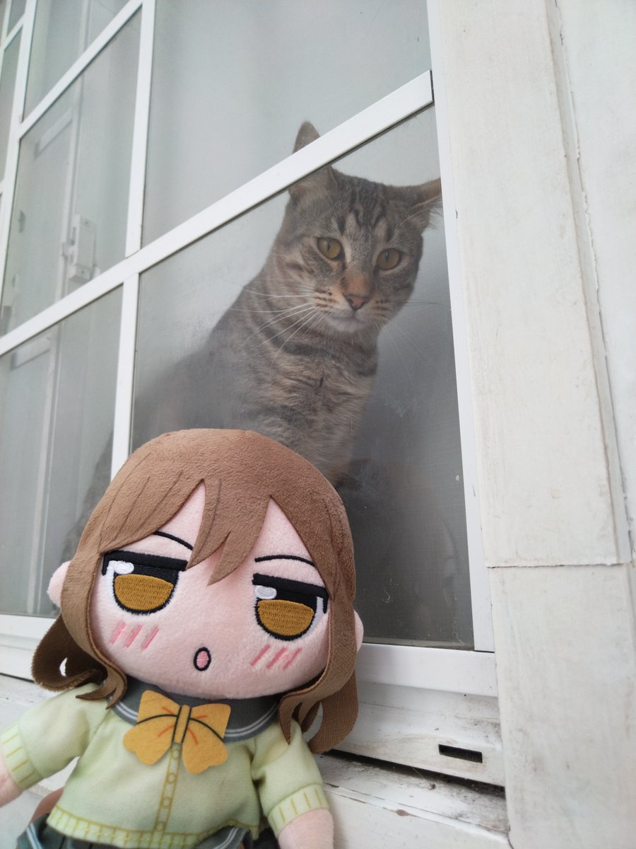 Shinpollotron's tweet photo. El Cholito 😁🐱 #dolls #Aqours #lovelivesunshine #kuripan #hanamarukunikida https://t.co/HLzN5uJbFt