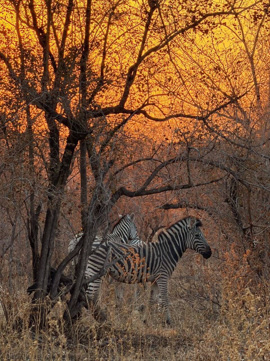 GondwanaLodges's tweet photo. Every game drive offers a chance to witness the beauty of Bwabwata National Park.🦓✨ https://t.co/6lla1bvhha
📸: Rochai
#NamushashaRiverLodge #BwabwataNationalPark #VisitNamibia #DiscoverNamibia #NamibiaWildlife #PlainsZebra #AfricanSafari #SafariExperience https://t.co/KhEjh5lSZn