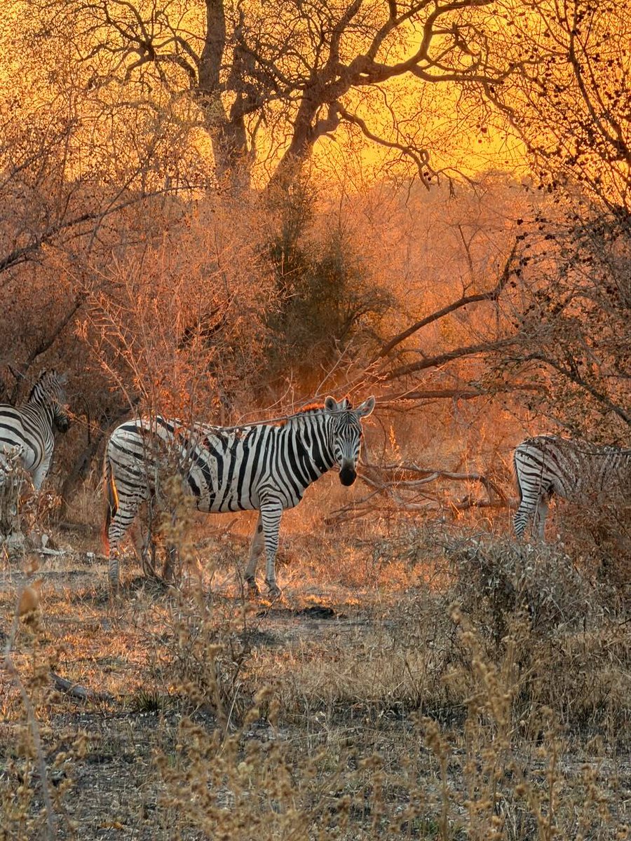 GondwanaLodges's tweet photo. Every game drive offers a chance to witness the beauty of Bwabwata National Park.🦓✨ https://t.co/6lla1bvhha
📸: Rochai
#NamushashaRiverLodge #BwabwataNationalPark #VisitNamibia #DiscoverNamibia #NamibiaWildlife #PlainsZebra #AfricanSafari #SafariExperience https://t.co/KhEjh5lSZn