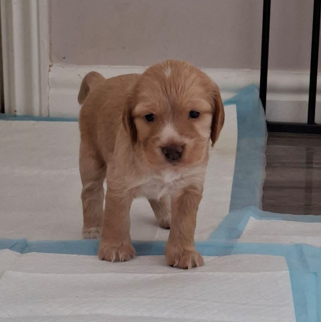awipngo's tweet photo. Meet Apricot ❤️

Apricot is a beautiful Cocker Spaniel puppy rescued from an alleged puppy-farming operation in England.

She is now safe, loved and thriving in foster care and she’ll be ready to find her forever home in August. 🐶 💕

Could Apricot’s new home be with you? https://t.co/C67QULw915